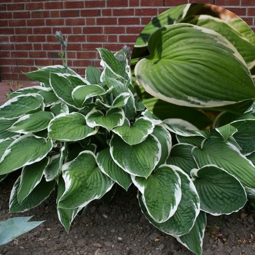 Hosta fortunei 'Francee' - Fortune'i hosta 'Francee' P11/0,75L
